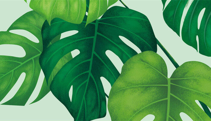 姬龟背竹的养殖方法和注意事项 姬龟背竹养殖方法和注意事项