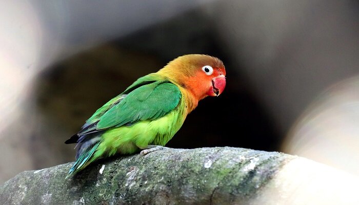 牡丹鹦鹉下蛋多久孵化出来 牡丹鹦鹉下蛋多久可以孵化出来