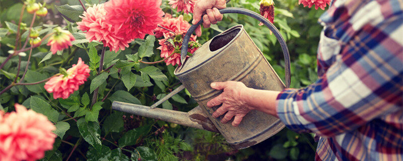 地瓜花学名叫什么 地瓜花的学名叫什么