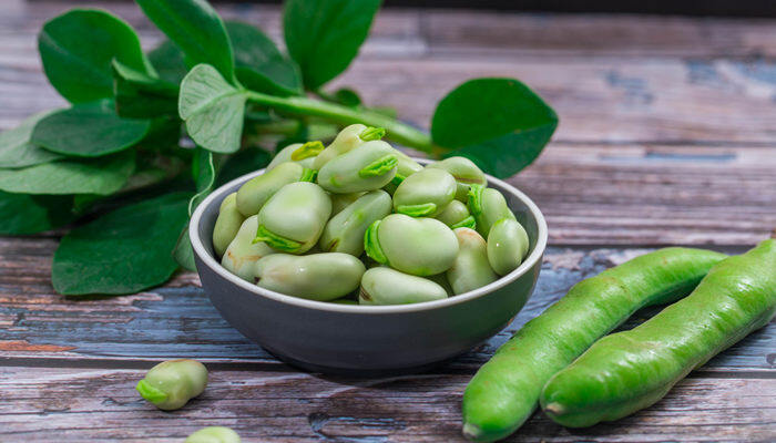 蚕豆生长期几个月才能成熟 蚕豆生长期要几个月才能成熟