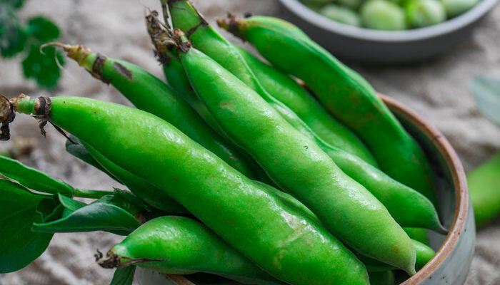 蚕豆生长期几个月才能成熟 蚕豆生长期要几个月才能成熟