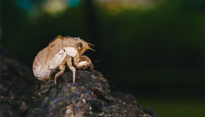 鹌鹑能长多大 成年鹌鹑能长多大