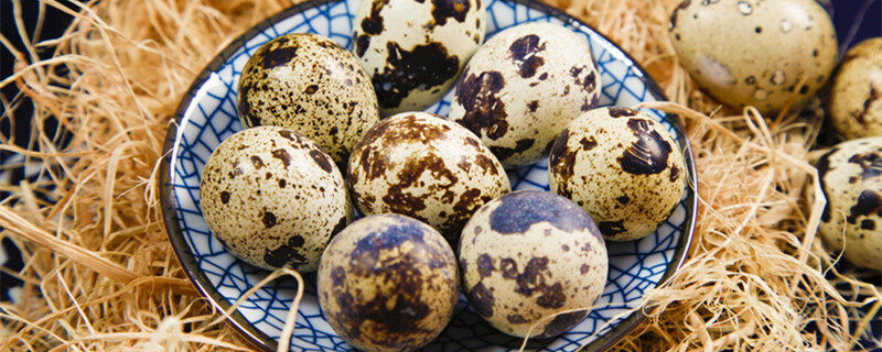 鹌鹑能长多大 成年鹌鹑能长多大