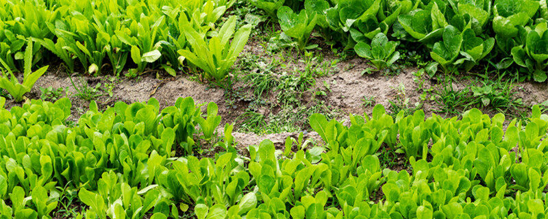 冰菜种植时间及方法 冰菜种植时间和方法