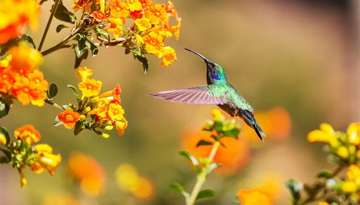 鹌鹑能长多大 成年鹌鹑能长多大