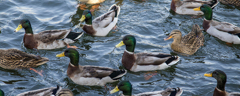 鸭子最简单的饲料配方 鸭子最简单的饲料配方是什么