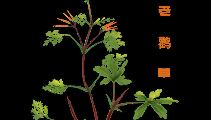 老鹤草是什么 老鹤草是啥