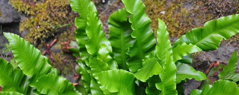 蕨类植物属于什么植物 蕨类植物属于啥植物
