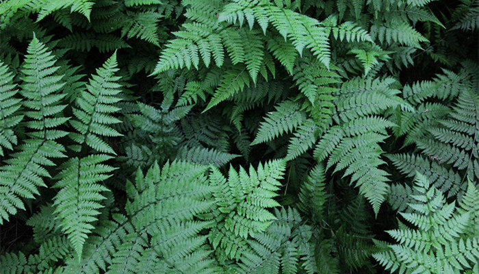 蕨类植物属于什么植物 蕨类植物属于啥植物