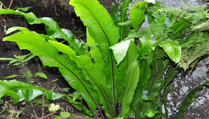 蕨类植物属于什么植物 蕨类植物属于啥植物