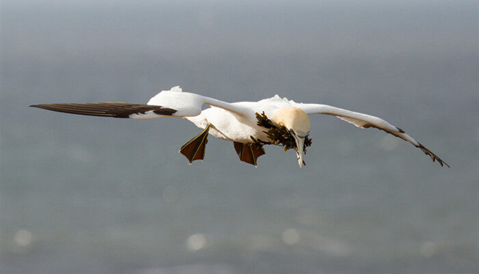 塘鹅吃贝壳吗 塘鹅会吃贝壳吗