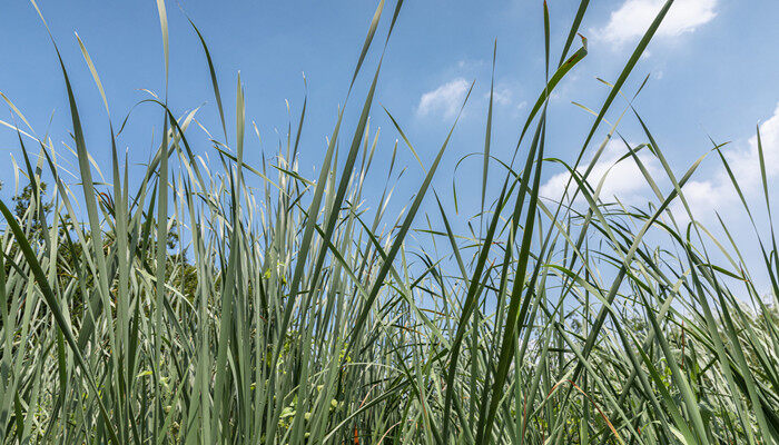 象牙菜是什么植物 象牙菜是啥植物