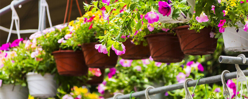 牵牛花开花的变化过程 牵牛花开花的过程