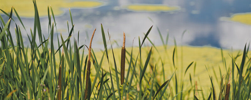 象牙菜是什么植物 象牙菜是啥植物