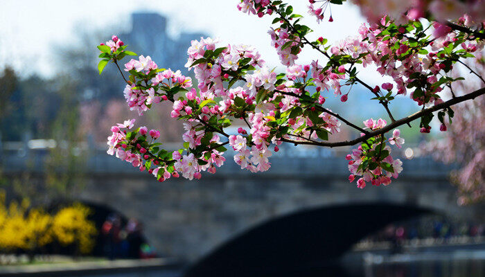 晚夜玉衡是海棠的一种吗 晚夜玉衡是海棠一种吗