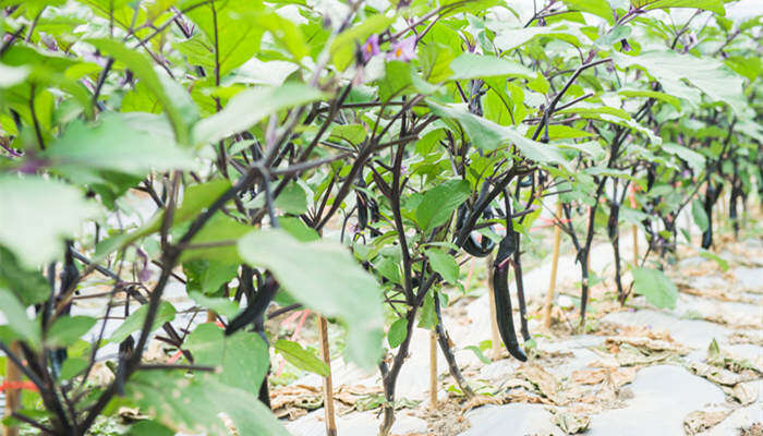 什么树上可以嫁接茄子 什么树上可嫁接茄子
