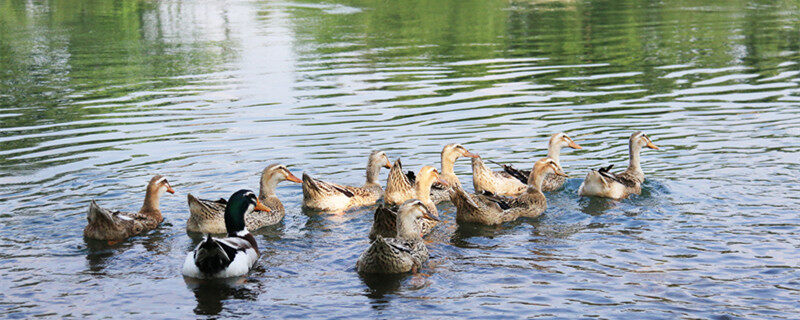 鸭子步训练的危害 走鸭子步有什么危害