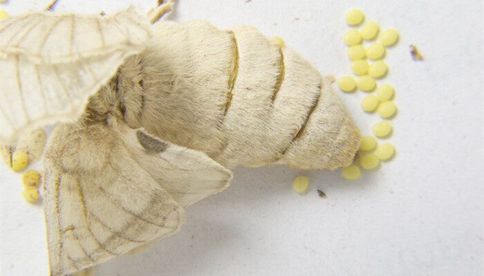 美国白蛾幼虫怎么消灭 美国白蛾幼虫怎么消灭啊