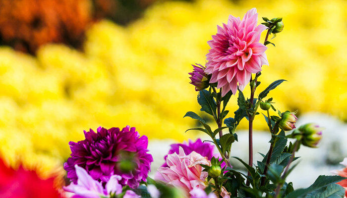 菊花的种类有哪些 菊花的种类有什么