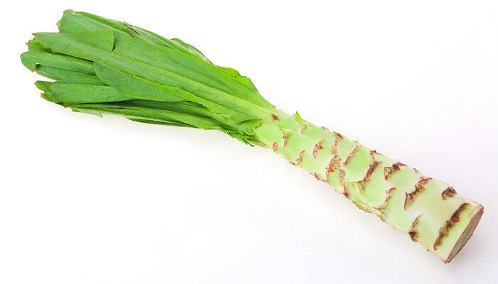 窝笋栽培管理技术 窝笋栽培管理技术是