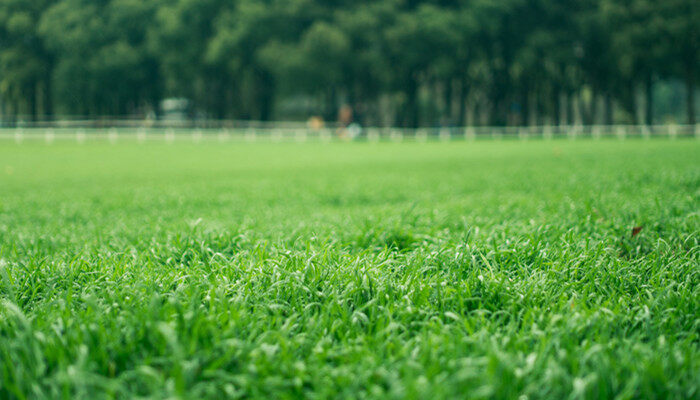 绿化草坪4.jpg