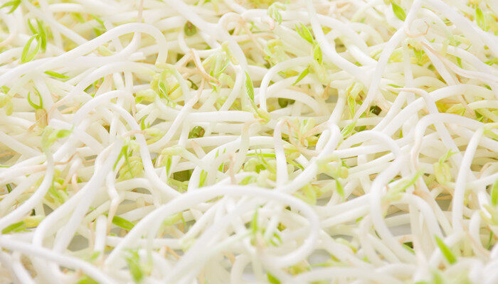 绿豆芽可以种在土里吗 绿豆芽能种在土里吗