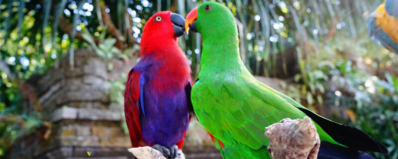 鹦鹉的喙如果磕掉了会再长么 鹦鹉的下喙断了怎么办