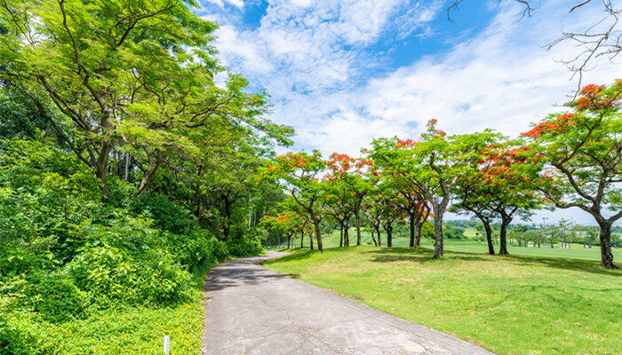 凤凰花 树_700.jpg 凤凰花 树_700.jpg