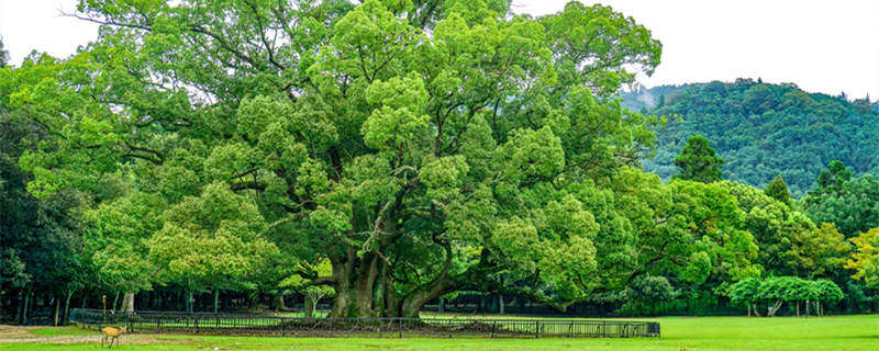 草地上 大树 _800.jpg 草地上 大树 _800.jpg