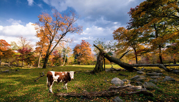 农牛是什么意思 农牛是什么