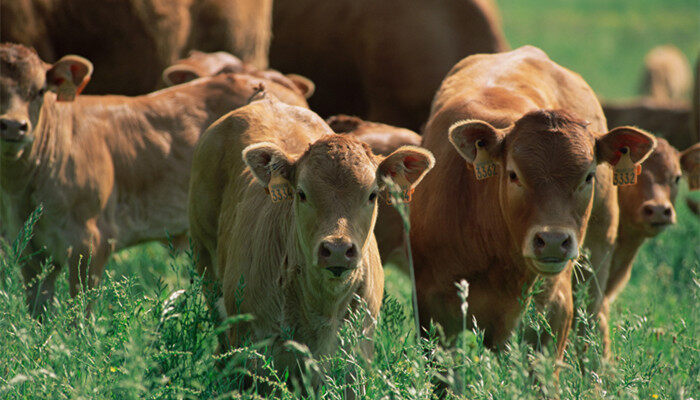 农牛是什么意思 农牛是什么