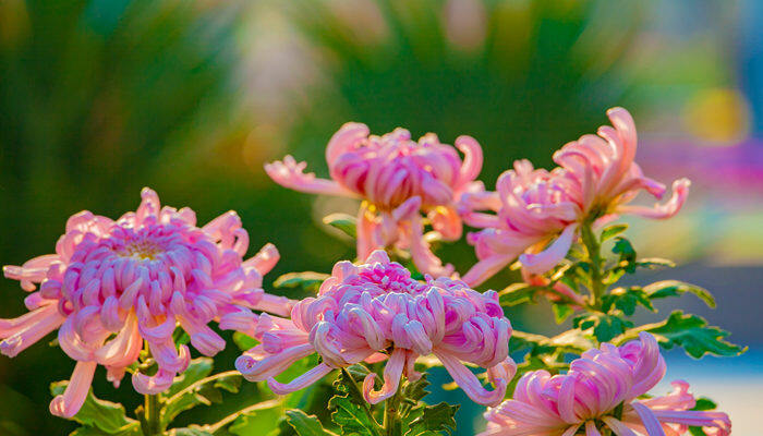 紫色菊花的花语和寓意 紫色菊花的花语和寓意是什么