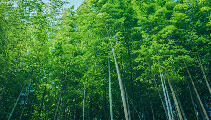 四君子梅兰竹菊的象征意义 四君子梅兰竹菊象征意义