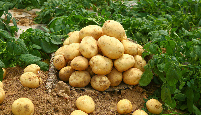 南方10月份可以種土豆嗎 南方10月份能種土豆嗎
