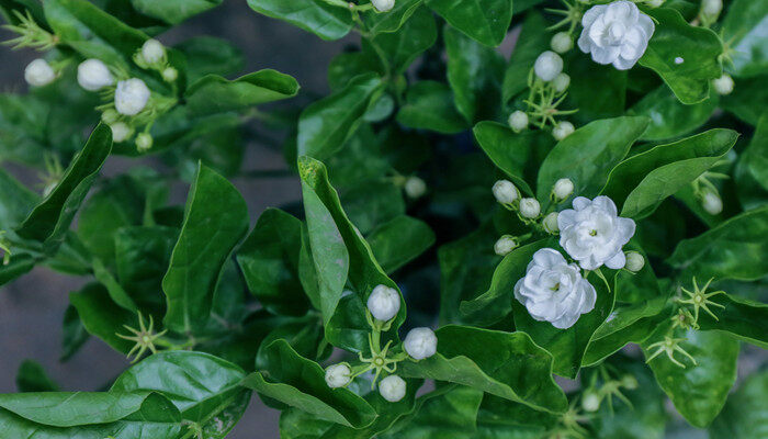 适合室内种植的名贵药材 适合室内种植名贵药材