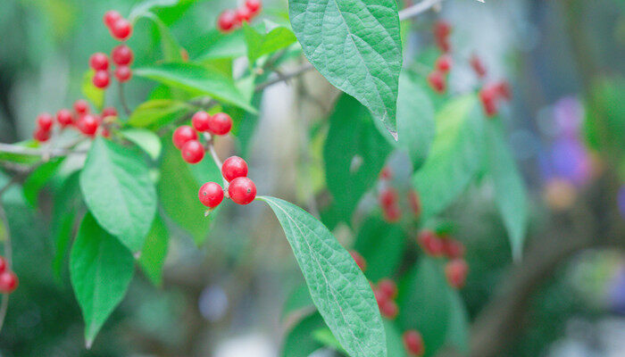 小红果是什么植物 小红果是什么植物的果实