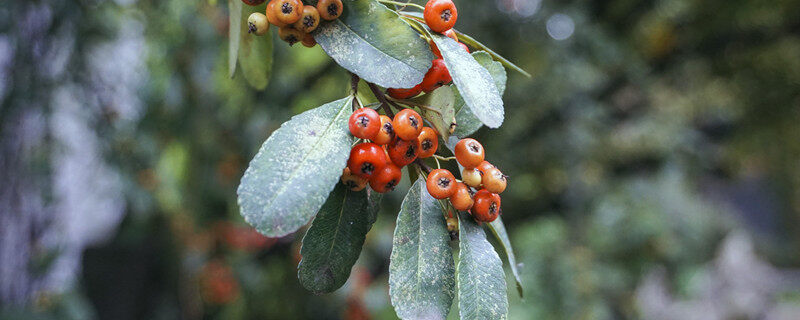 小红果是什么植物 小红果是什么植物的果实