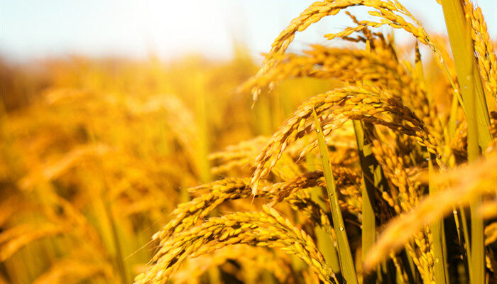济麦22小麦品种介绍 济麦22小麦品种