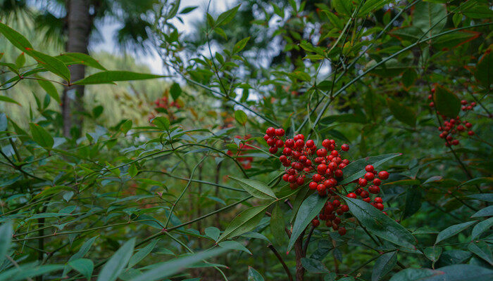小红果是什么植物 小红果是什么植物的果实