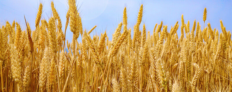 济麦22小麦品种介绍 济麦22小麦品种