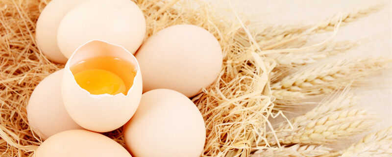 孵蛋器多久能孵出小鸡 孵化器孵鸡蛋几天能出小鸡