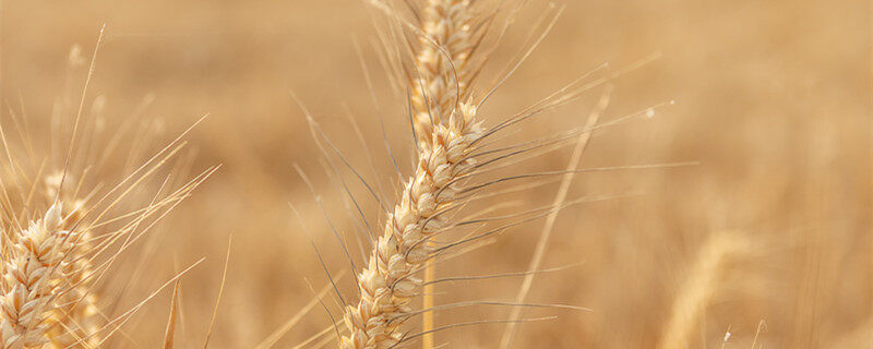 冀麦22麦种如何 冀麦22麦种怎么样