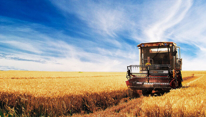 冀麦22麦种如何 冀麦22麦种怎么样