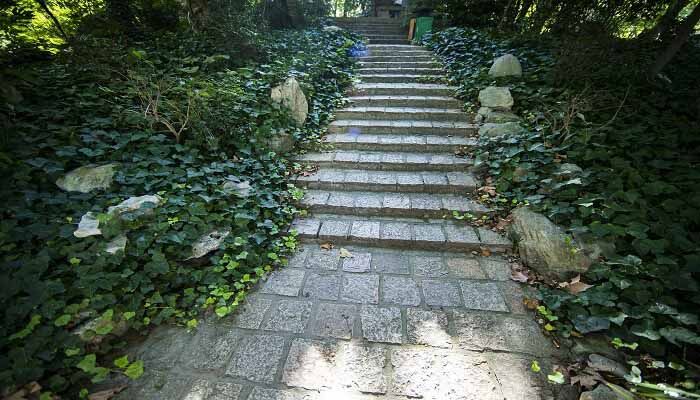 能探测黄金的植物 什么植物能找到黄金