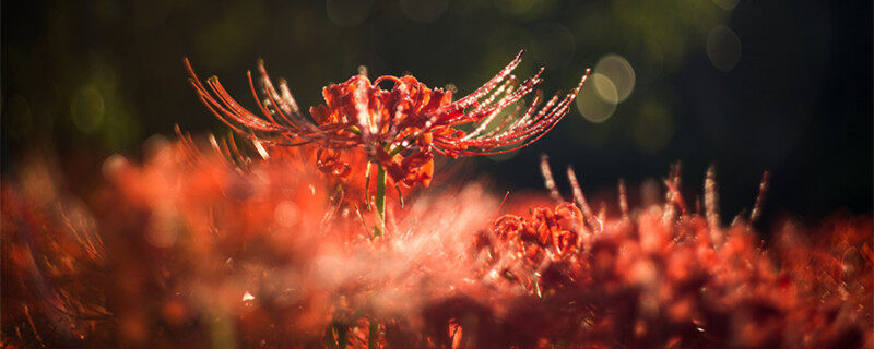 彼岸花有几种颜色 彼岸花有几种花色