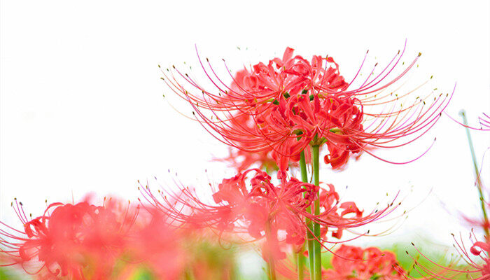 彼岸花有几种颜色 彼岸花有几种花色