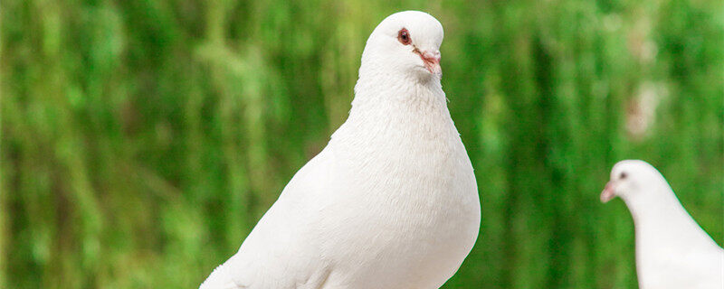 鸽子粪便怎么发酵成有机肥 鸽子粪便到底怎么发酵成有机肥