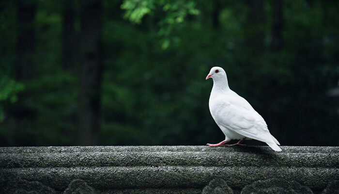 鸽子粪便怎么发酵成有机肥 鸽子粪便到底怎么发酵成有机肥