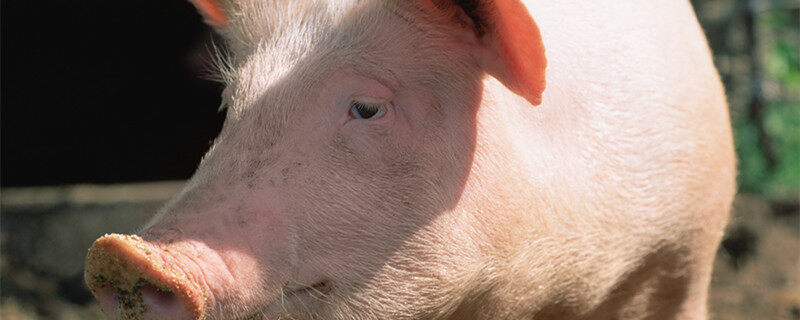 猪高热病的症状与治疗 猪高热病的症状与治疗方法