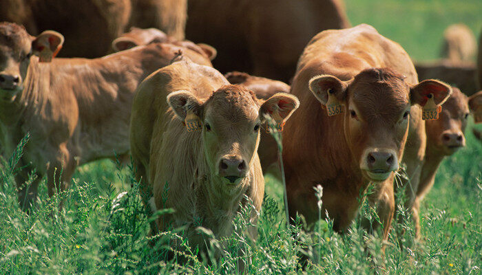 牛反刍的过程是怎样的 牛反刍的过程是